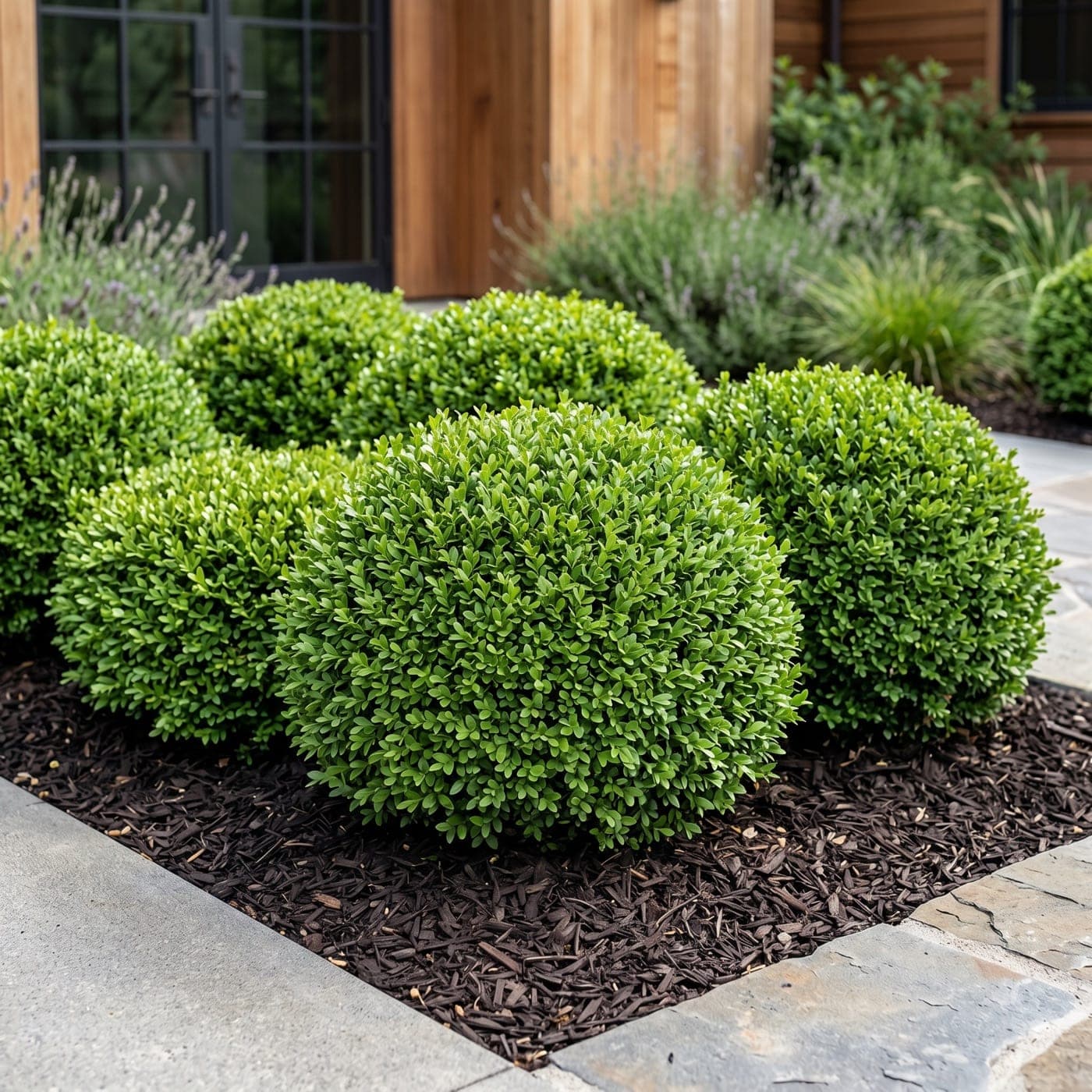 Sculpted shrub detail in a maintained garden.