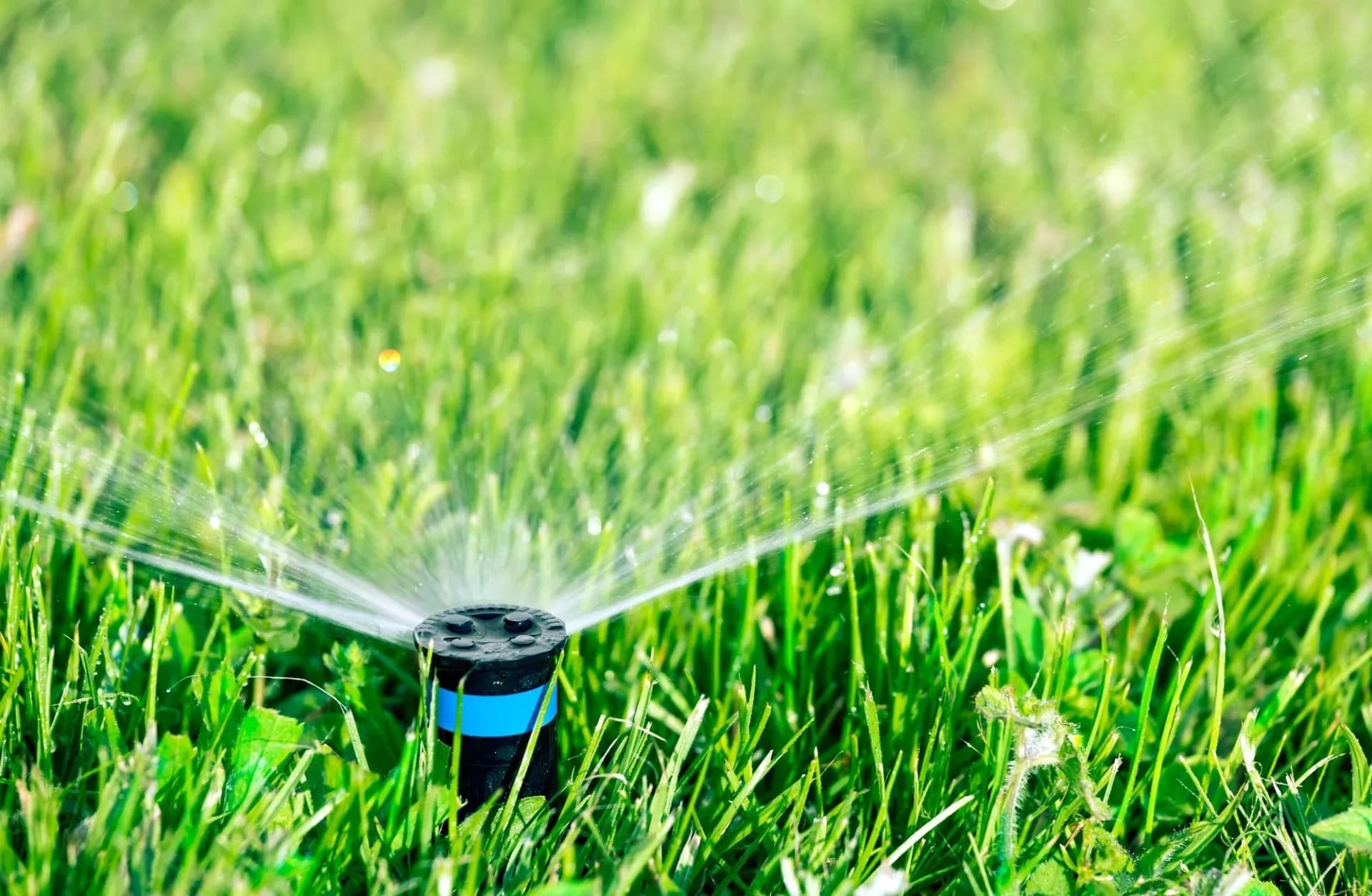 Pop-up sprinkler head spraying water in an arc over green grass.