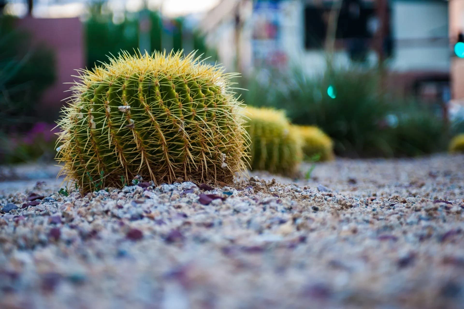 Golden barrel cactus in gravel ground cover with more cacti and grasses behind.
