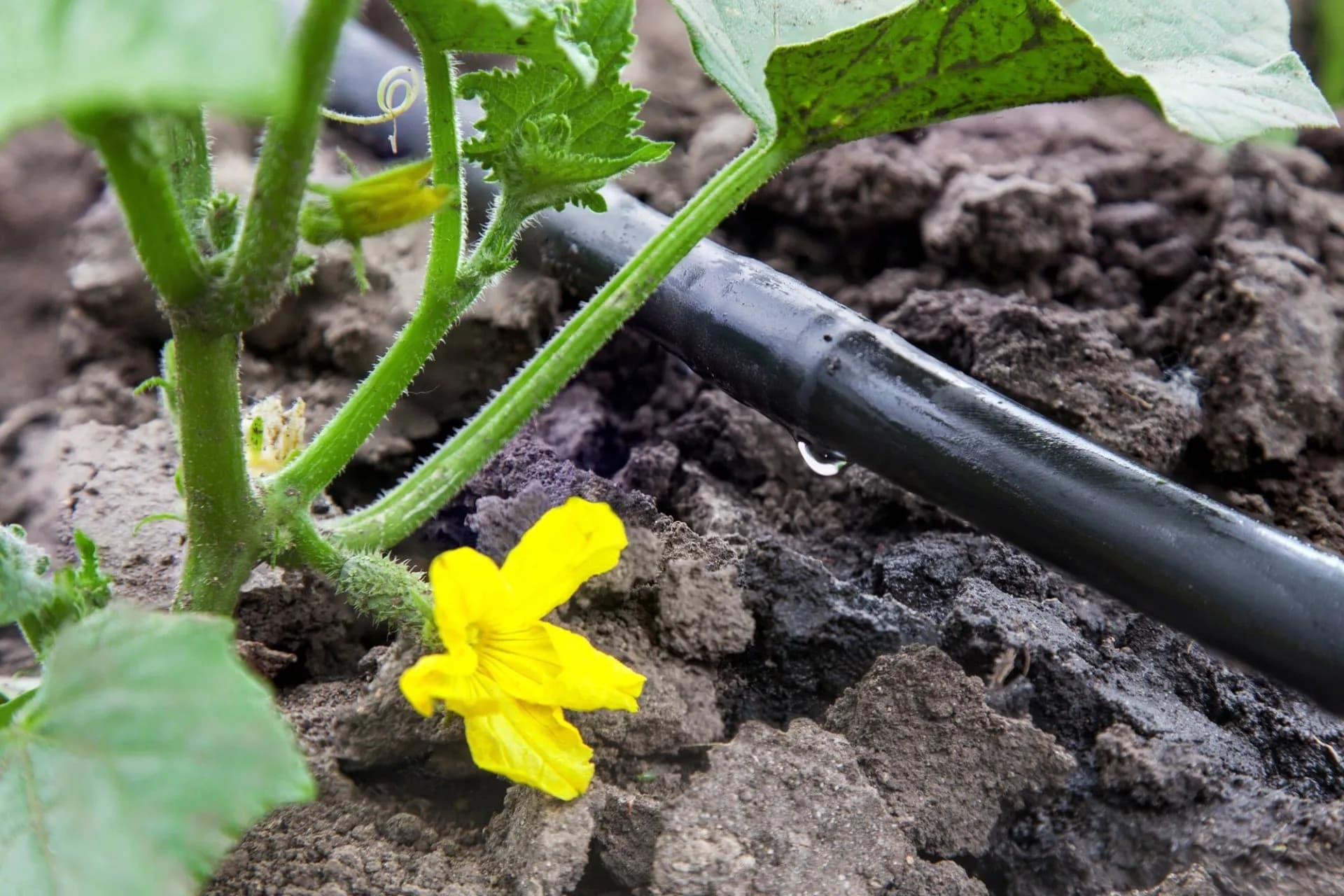 Drip irrigation line dripping water beside a flowering vegetable plant in soil.